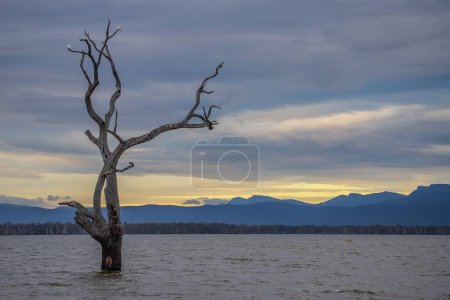 Abgestorbene Bäume und weiße Vögel spiegeln sich am frühen Morgen in ruhigem Seewasser, Lake Lonsdale, Grampians, Südaustralien. Hochwertiges Foto