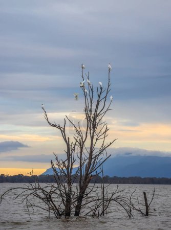 Árboles muertos y aves blancas se reflejan en el tranquilo agua del lago temprano en la mañana, Lago Lonsdale, Grampians, Australia Meridional. Foto de alta calidad