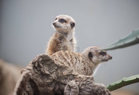 Deux suricates très mignons, asseyez-vous et regardez attentivement, garde. Gros plan. Photo de haute qualité