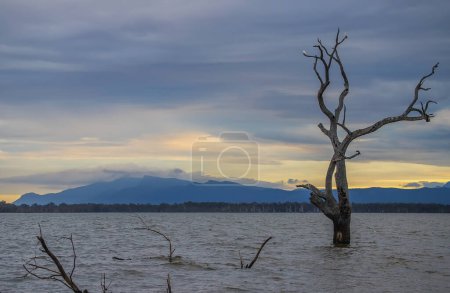 Dead trees and white birds reflect in calm lake water early in the morning, Lake Lonsdale, Grampians, South Australia . High quality photo