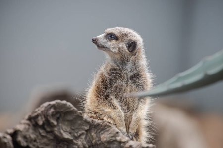 Un suricata muy lindo, se sienta y observa cuidadosamente, guardias. Primer plano. Foto de alta calidad
