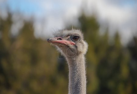Ostrich head close-up, focus on the eyes. Bird portrait. High quality photo