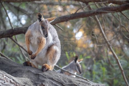 Photo for Australian kangaroo, yellow-footed rock wallaby sits on a tree. Cute animal in nature. Close-up. High quality photo - Royalty Free Image