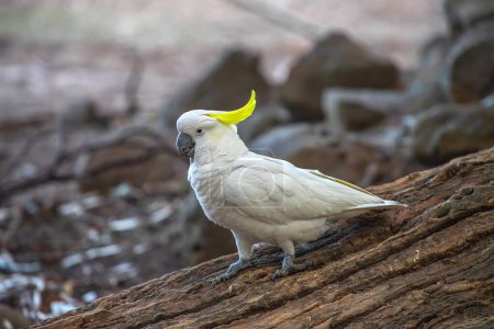 Cacatúa de cresta de azufre en Australia. Pájaro blanco grande con cresta amarilla. Primer plano. Foto de alta calidad