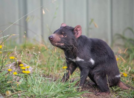 Tasmanian devil sits on green grass. Rare animal. Close-up. High quality photo