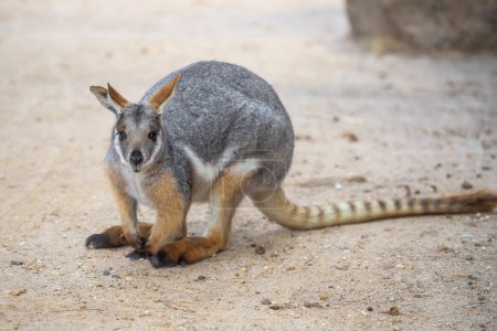 Kangourou australien, wallaby rocheux aux pieds jaunes. Mignon animal dans la nature. Gros plan. Photo de haute qualité