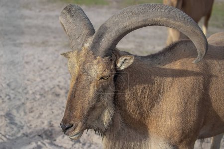 Barbary sheep with with curved horns and long shaggy hair on throat and front legs, rocks background. High quality photo