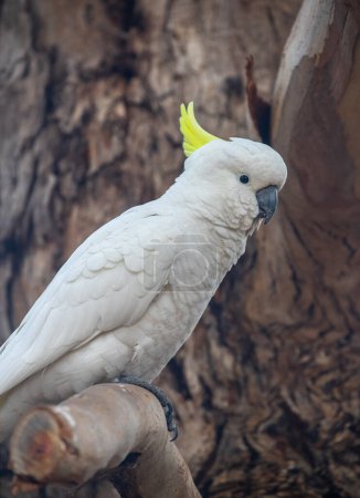 Sulphur-crested cockatoo in Australia. Large white bird with a yellow crest. Close-up. High quality photo
