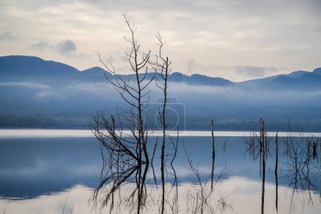 Abgestorbene Bäume spiegeln sich frühmorgens im ruhigen Seewasser, Lake Bellfield, Grampians, Südaustralien. Hochwertiges Foto