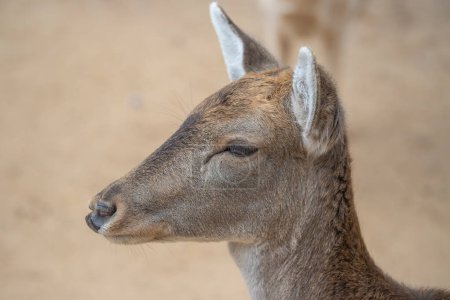 Close up of head of brown reddish female deer with beautiful eyes, long eye lashes and big ears, blurry background. Animal portrait. 