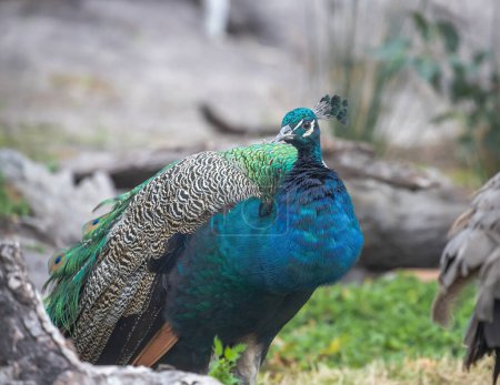 Pavo real con plumas azules, verdes y grises de cerca. Retrato de pájaro. Foto de alta calidad
