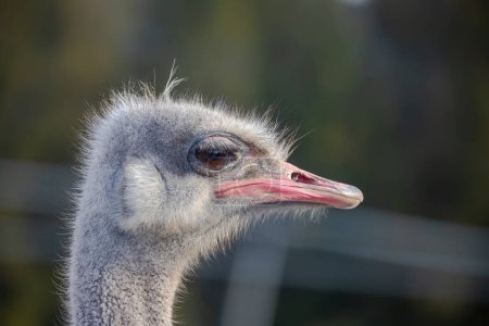 Cabeza de avestruz de cerca, concéntrate en los ojos. Retrato de pájaro. Foto de alta calidad