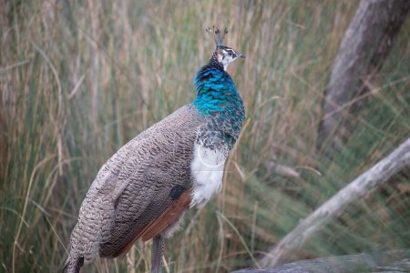 Pavo real con plumas azules, verdes y grises de cerca. Retrato de pájaro. Foto de alta calidad