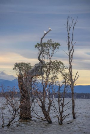 Dead trees and white birds reflect in calm lake water early in the morning, Lake Lonsdale, Grampians, South Australia . High quality photo