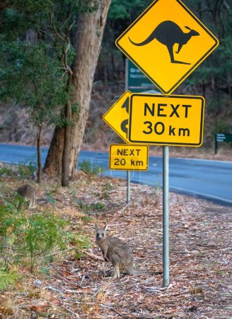 Téléchargez les photos : Le kangourou sauvage est assis sur une route à côté d'un panneau d'avertissement de circulation jaune Méfiez-vous du kangourou, en Australie du Sud. Photo de haute qualité - en image libre de droit