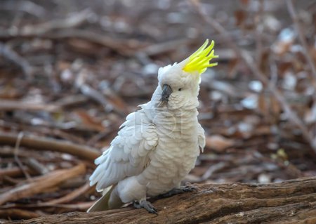 Schwefelhaubenkakadu in Australien. Großer weißer Vogel mit gelbem Kamm. Nahaufnahme. Hochwertiges Foto