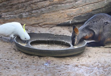 Australian kangaroo, rock wallaby and Sulphur-crested cockatoo are eating from one bowl, symbol of peaceful coexistence. High quality photo