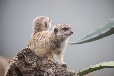 Two very cute meerkats, sit and watch carefully, guard. Close-up. High quality photo
