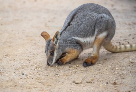 Australian kangaroo, yellow-footed rock wallaby. Cute animal in nature. Close-up. High quality photo