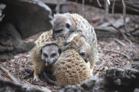 Several cute meerkats sit in a tight group, keeping each other warm. Close-up. Group of animals. High quality photo