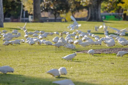 A huge flock of white Little Corella parrots on green grass in a park in Adelaide, Australia. High quality photo
