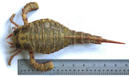Une illustration 3D Eurypterus Remipes de près avec une règle d'échelle. Eurypterus est un genre éteint d'euryptéridés, un groupe communément appelé "scorpions de mer". Ils vivaient il y a 432 à 418 millions d'années.