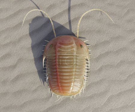 A 3D illustration of the Paradoxides, a genus of large to very large extinct trilobite found throughout the world during the Middle Cambrian period.