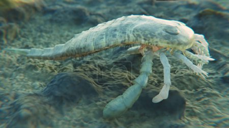 Eine 3D-Illustration eines ausgestorbenen Skorpions Eurypterus remipes auf einem Meeresboden im Silur vor 420 Millionen Jahren.