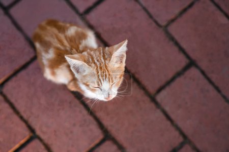 Téléchargez les photos : Petit chaton rouge et blanc sans abri se trouve sur le chemin du passant avec les yeux fermés, angle de vue supérieur - en image libre de droit