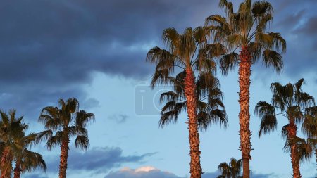 Photo for Background palm trees in sunset rays against background of blue evening sky, copy space. - Royalty Free Image