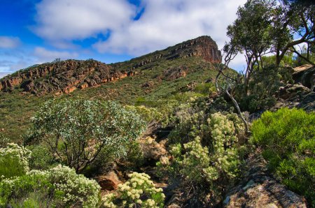 Téléchargez les photos : St Mary's Peak, la plus haute montagne des Flinders Ranges en Australie du Sud, avec une végétation de broussailles au premier plan - en image libre de droit