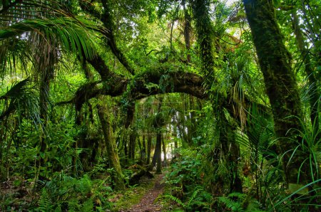 Foto de El Nikau Walk, Parque Nacional de Kahurangi, conduce a través de la densa selva tropical con muchos tipos diferentes de helechos. Karamea, Costa Oeste, Isla Sur, Nueva Zelanda - Imagen libre de derechos