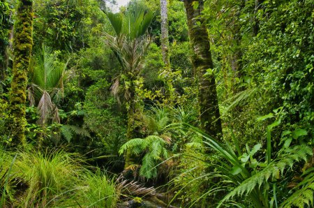 Foto de Selva impenetrable con palmeras nikau, helechos y hayas cubiertas de musgo en el Parque Nacional Kahurangi, Karamea, Costa Oeste, Isla Sur, Nueva Zelanda - Imagen libre de derechos
