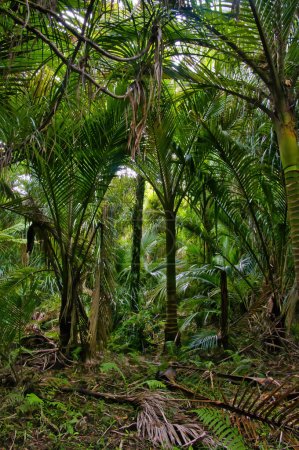 Téléchargez les photos : Bois de palmiers nikau (Rhopalostylis sapida) dans le parc national de Kahurangi, Karamea, côte ouest, île du Sud, Nouvelle-Zélande - en image libre de droit