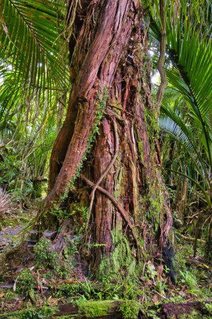 Foto de Árbol viejo gigante en la densa selva tropical del Parque Nacional Kahurangi, Karamea, Costa Oeste, Isla Sur, Nueva Zelanda - Imagen libre de derechos