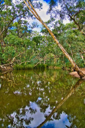 Téléchargez les photos : Trou d'eau dans la forêt de gommes près de Wilpena Pound, Flinders Ranges, Australie-Méridionale. Réflexion de l'eucalyptus dans l'eau - en image libre de droit
