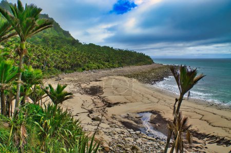 Foto de La costa virgen del Parque Nacional Kahurangi, Costa Oeste, Isla Sur, Nueva Zelanda, a lo largo de la Pista Heaphy, donde la selva tropical con palmeras nikau se encuentra con el mar - Imagen libre de derechos