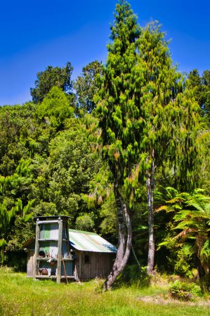 Foto de Caseta histórica de mineros de oro a lo largo de la pista plana de Adams, en la selva tropical del Parque Nacional Kahurangi, Karamea, Costa Oeste, Isla Sur, Nueva Zelanda - Imagen libre de derechos