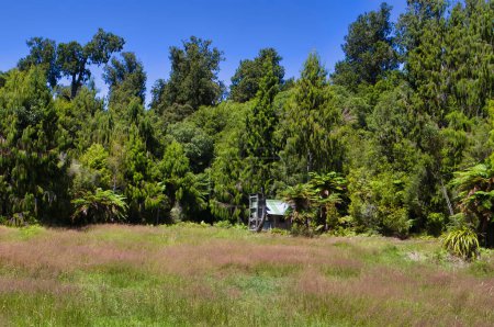 Foto de Adams Flat, en la zona de la antigua Goldfields Fenian, con una antigua cabaña de mineros. En la selva tropical del Parque Nacional Kahurangi, Costa Oeste, Isla Sur, Nueva Zelanda - Imagen libre de derechos