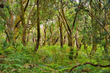 Téléchargez les photos : Forêt ouverte d'eucalyptus avec un sous-bois de fougères à Greens Bush-Highfield, Victoria, Australie, le plus grand vestige de buissons sur la péninsule de Mornington - en image libre de droit