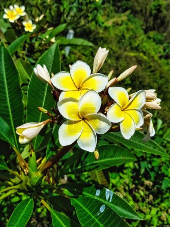 Téléchargez les photos : Fleurs, bourgeons et feuilles de frangipani ou plumeria. - en image libre de droit