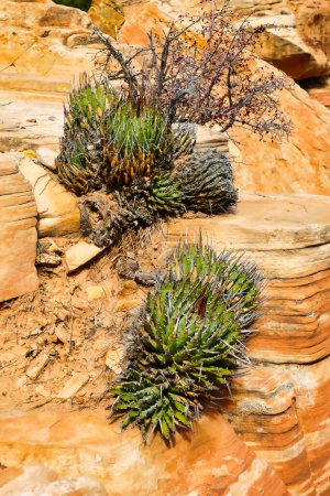 Téléchargez les photos : Agaves accrochés à une paroi rocheuse jaune-rouge dans l'aire de conservation du canyon Red Rock, non loin de Las Vegas, Nevada - en image libre de droit