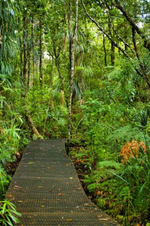Photo for Wooden walkway through the dense rainforest of Waipoua Kauri Forest, Northland, North Island, New Zealand - Royalty Free Image