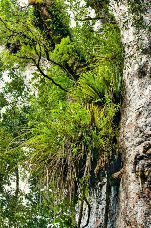 Téléchargez les photos : Grand nombre d'épiphytes poussant sur le tronc d'un énorme kauri, dans la forêt tropicale subtropicale de Waipoua, Northland, Île du Nord, Nouvelle-Zélande - en image libre de droit