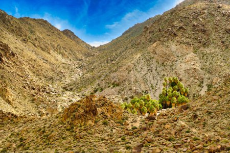 Téléchargez les photos : The Quarante-neuf Palms Oasis, un printemps rare dans les collines accidentées et pierreuses Parc national Joshua Tree, désert de Mojave, Californie, États-Unis - en image libre de droit