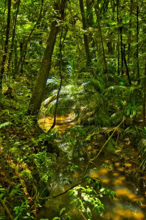 Téléchargez les photos : Small stream in dense, almost impenetrable rainforest. Pukenui Forest near Whangarei, North Island, New Zealand - en image libre de droit
