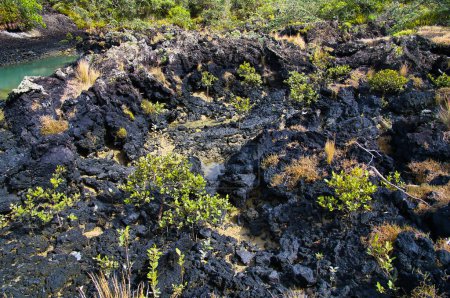 Téléchargez les photos : Saplings growing on black lava on the volcanic island of Rangitoto, Auckland, New Zealand - en image libre de droit