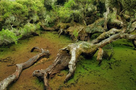 Téléchargez les photos : Decaying, rotten wood in a muddy swamp, concept of death and impermanence - en image libre de droit