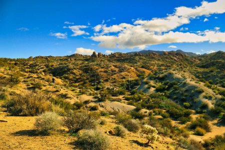 Paysage désertique avec végétation sèche dans les contreforts sud du parc national Joshua Tree, désert de Mojave, Californie, États-Unis, à proximité de Cottonwood Springs