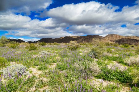 Téléchargez les photos : Des fleurs dans le désert. Floraison de lupins violets dans le désert du parc national Joshua Tree, Californie, États-Unis, après une journée pluvieuse en hiver. - en image libre de droit